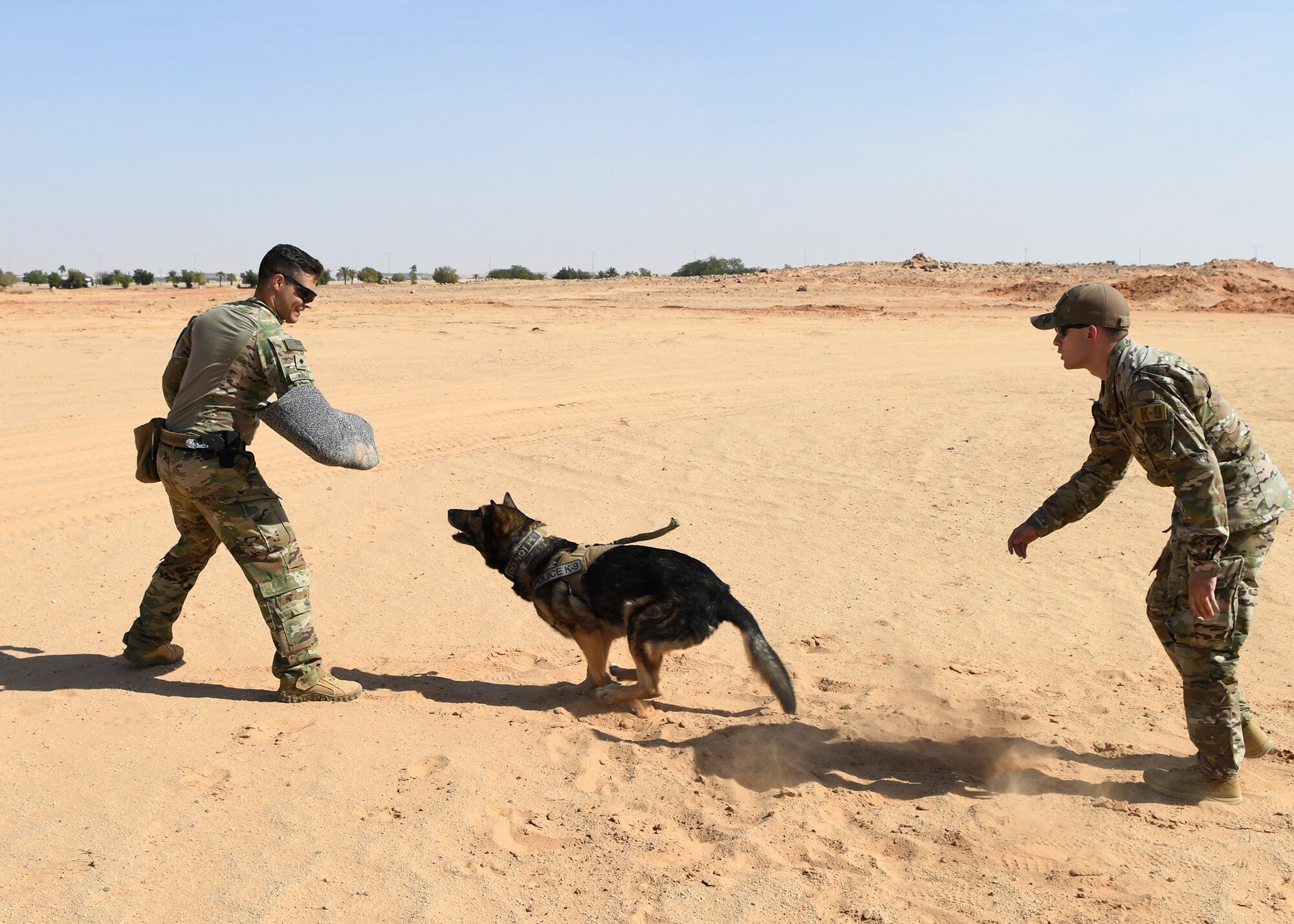 378th Expeditionary Security Forces Squadron military working dog, Robi, demonstrates his capabilities Nov. 27, 2019, at Prince Sultan Air Base, Saudi Arabia.