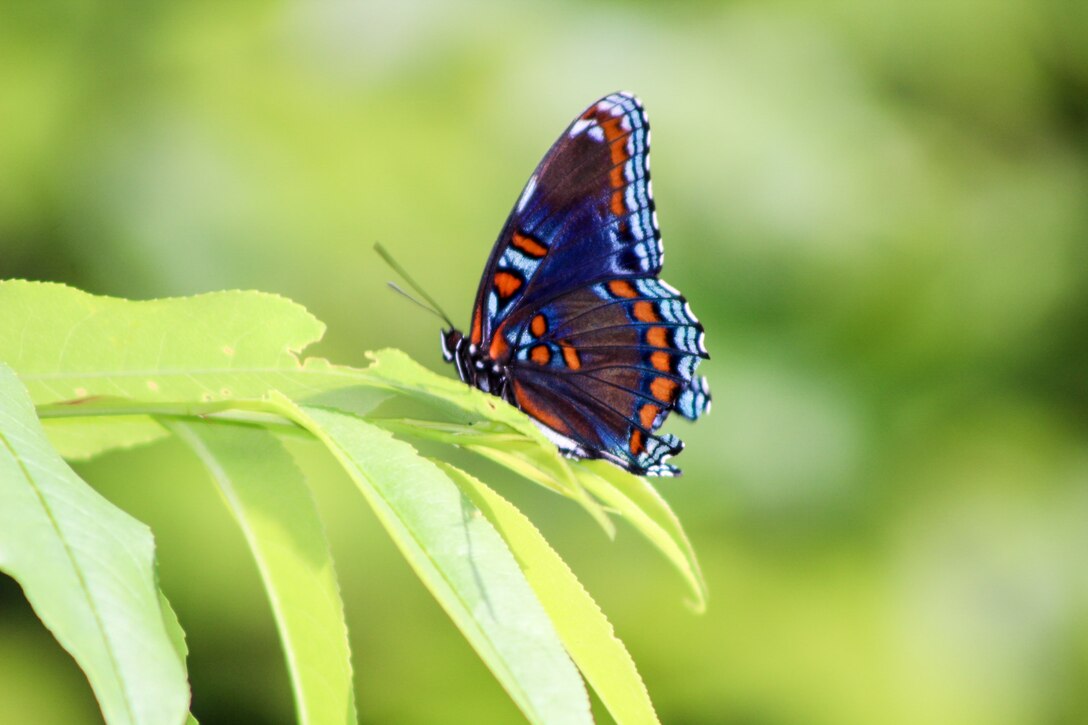 The red-spotted purple butterfly is common to Pennsylvania, it is a beautiful forest butterfly that is commonly seen in the woodland area surrounded by Francis E. Walter Dam.