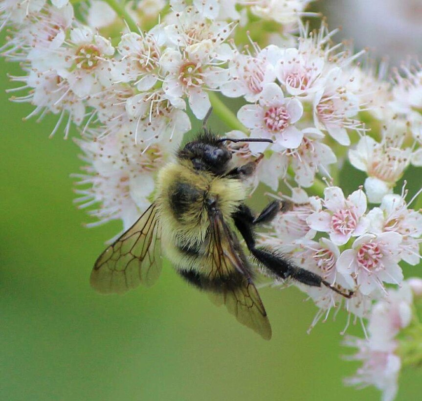 As a federal land management agency, USACE was asked to “incorporate conservation practices for pollinator habitat improvement.” Francis E. Walter Dam has embraced this practice in various locations throughout the project area.