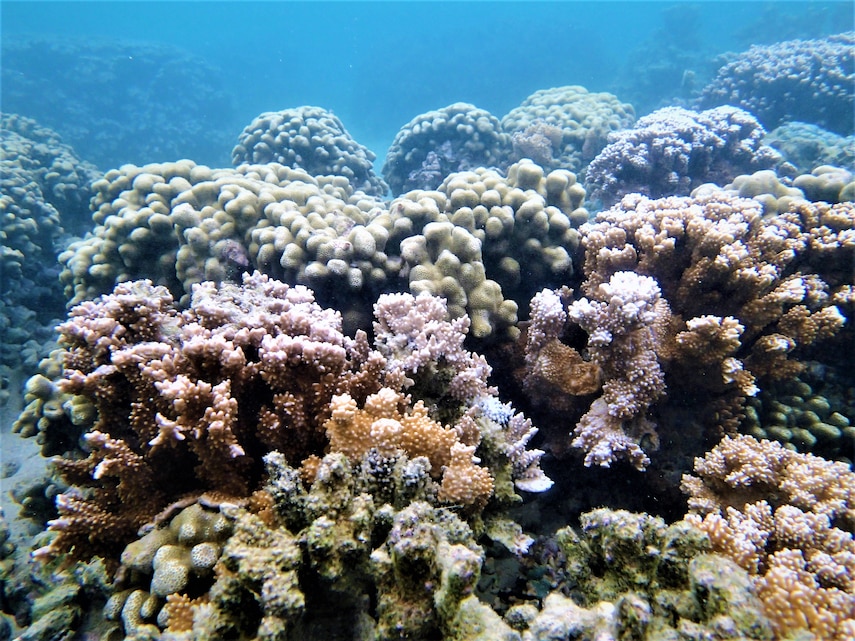 Coral Reefs > Marine Corps Base Hawaii > News Article Display