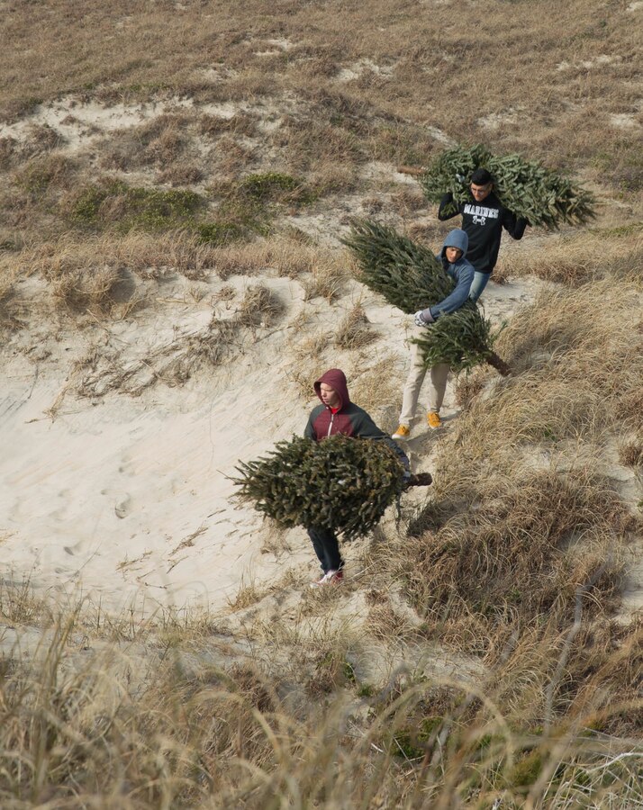 Students assigned to the Center for Naval Aviation Technical Training, Marine Corps Air Station Cherry Point, North Carolina, make their way to the top of sand dunes to stack pine trees at Fort Macon State Park, North Carolina, Jan. 23, 2019. Marine volunteers with the Single Marine Program, stacked pine trees to capture sand and build up the dunes, which deters visitors from destroying the habitat. North Carolina Division of Parks and Recreation arranged different projects around Fort Macon State Park to conserve the local ecosystem. (U.S. Marine Corps photo by Lance Cpl. Alexandra Amor Santos Arambulo)
