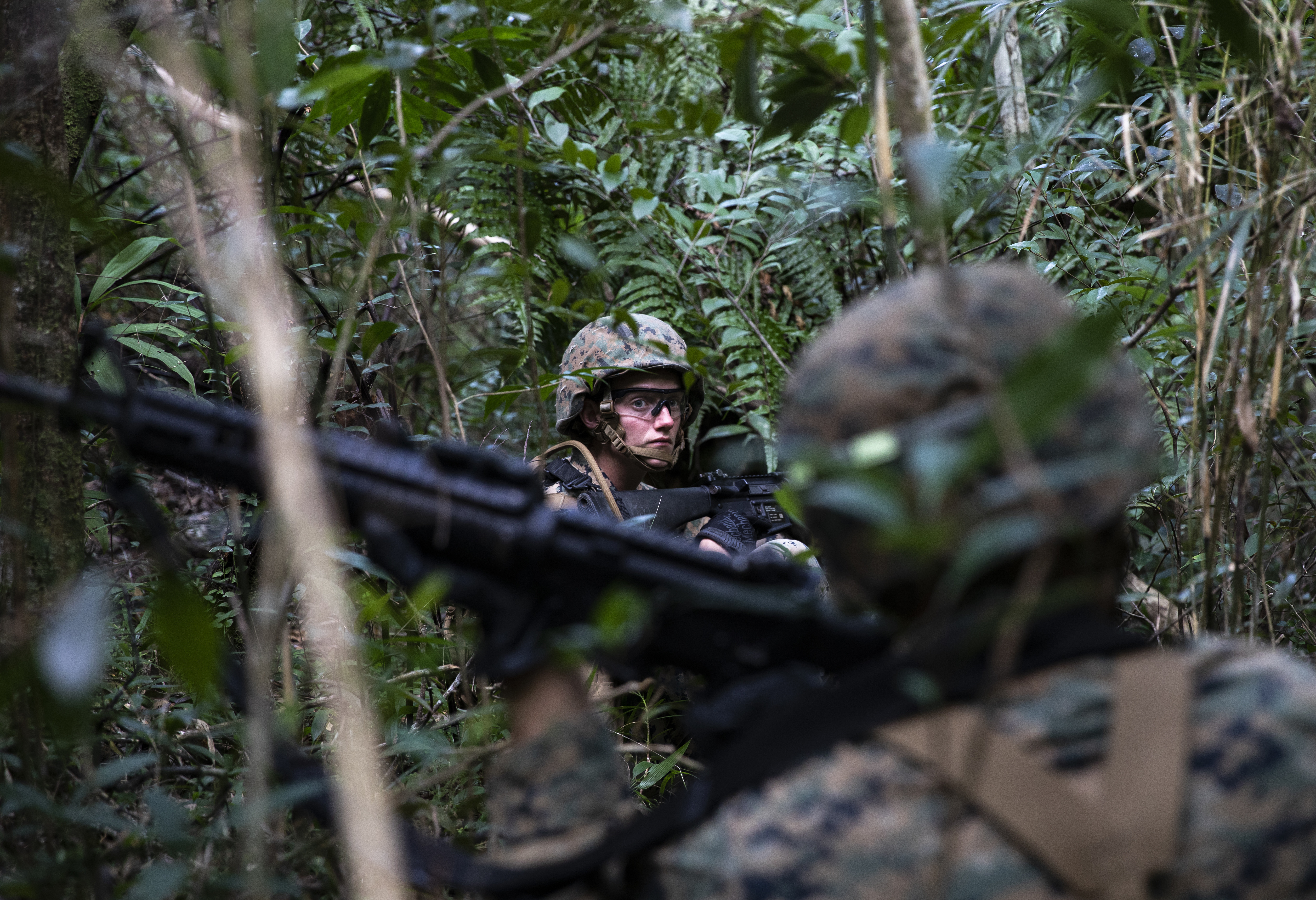 Search the jungle
