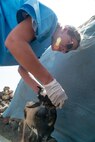 Veterinarians Promote Livestock Health In Rural Djibouti