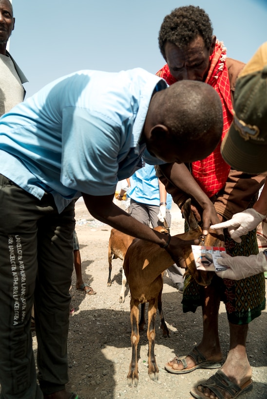 Veterinarians Promote Livestock Health In Rural Djibouti