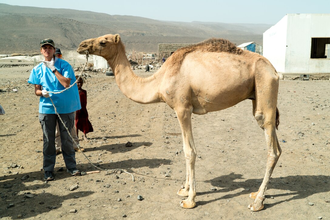 Veterinarians Promote Livestock Health In Rural Djibouti