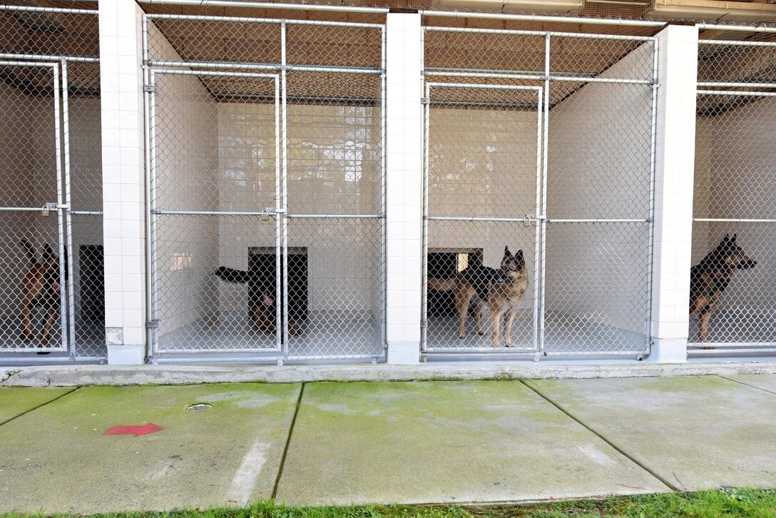 Military working dogs (MWD) mainly protect military members and assets and ensure there are no explosives or narcotics on the installation.