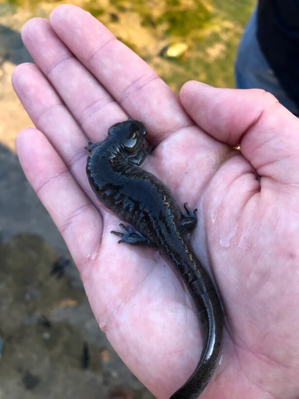 This is a Streamside Salamander found during a field exercise for Special Status Species at J. Percy Priest Lake in Nashville, Tenn., Jan. 30, 2019 during a class for U.S. Army Corps of Engineers employees that focuses on environmental stewardship. Zoologists from the Tennessee Natural Heritage Program with the Department of Environment and Conservation led this exercise. (USACE photo)