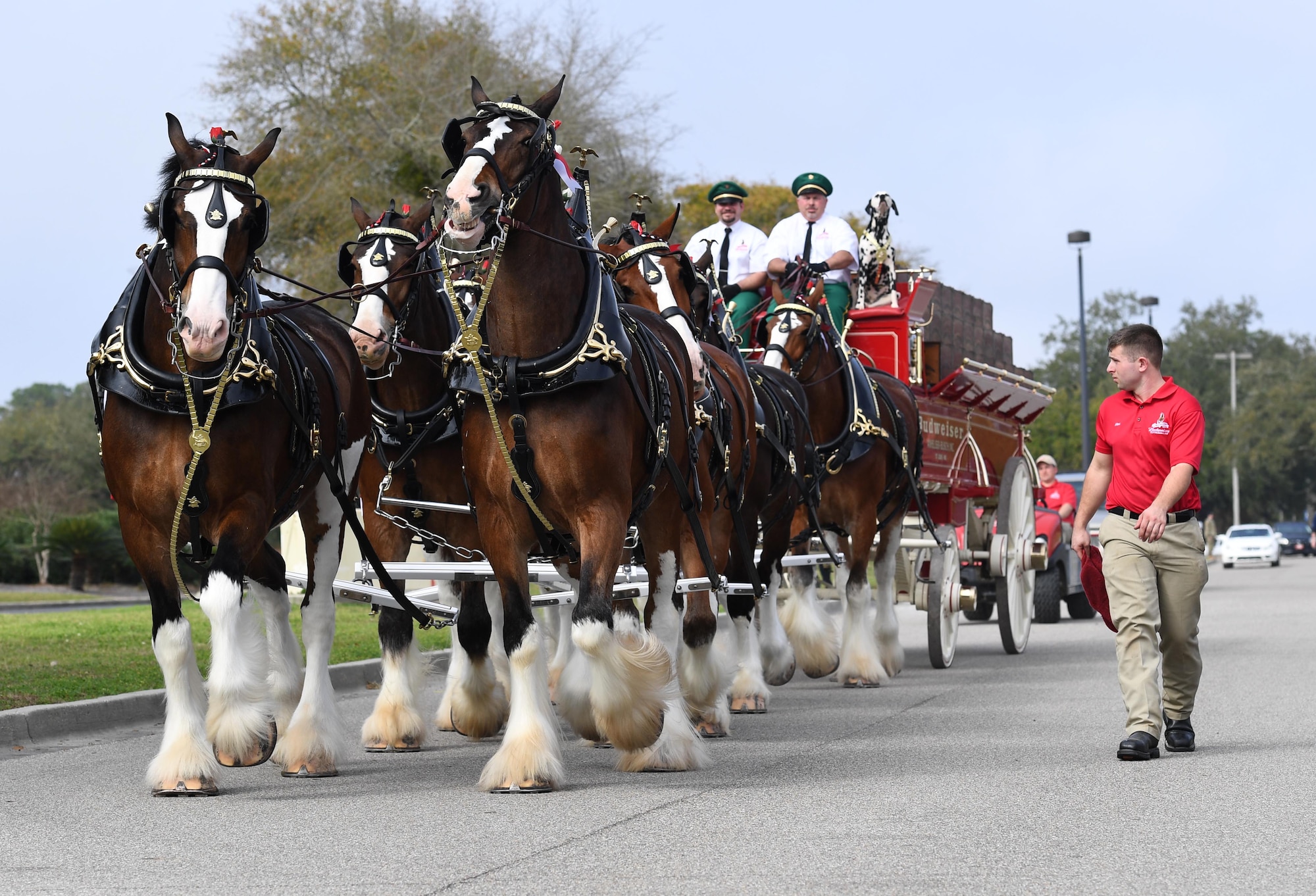 The Budweiser Clydesdales parade through the base exchange parking lot at Keesler Air Force Base, Mississippi, Feb. 7, 2019. They made their first appearance in 1933 and have been featured prominently in two presidential inaugurations. The Keesler Base Exchange hosted the event for Airmen and their families to enjoy. (U.S. Air Force photo by Kemberly Groue)