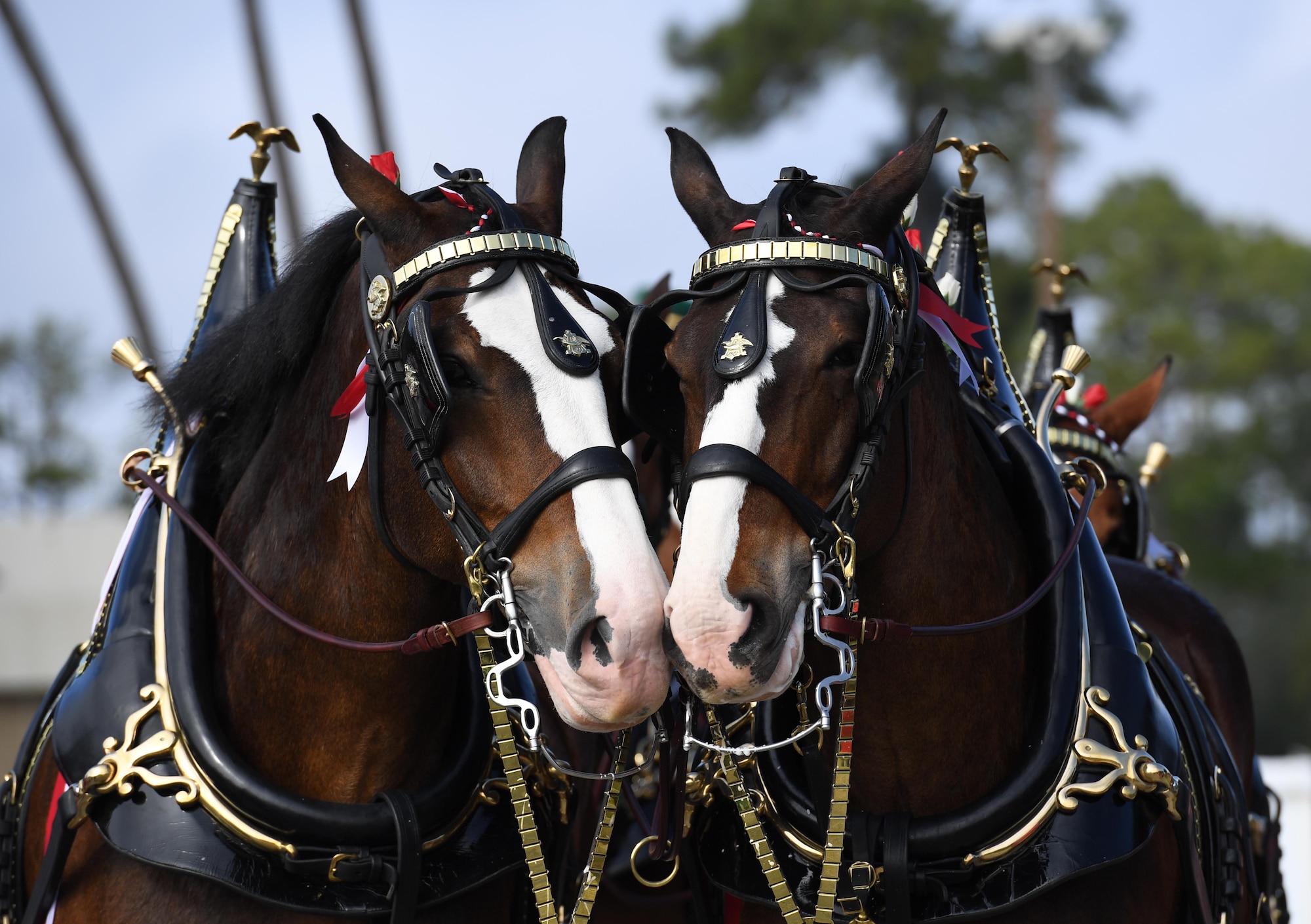 The Budweiser Clydesdales make an appearance at Keesler Air Force Base, Mississippi, Feb. 7, 2019. They made their first appearance in 1933 and have been featured prominently in two presidential inaugurations. The Keesler Base Exchange hosted the event for Airmen and their families to enjoy. (U.S. Air Force photo by Kemberly Groue)