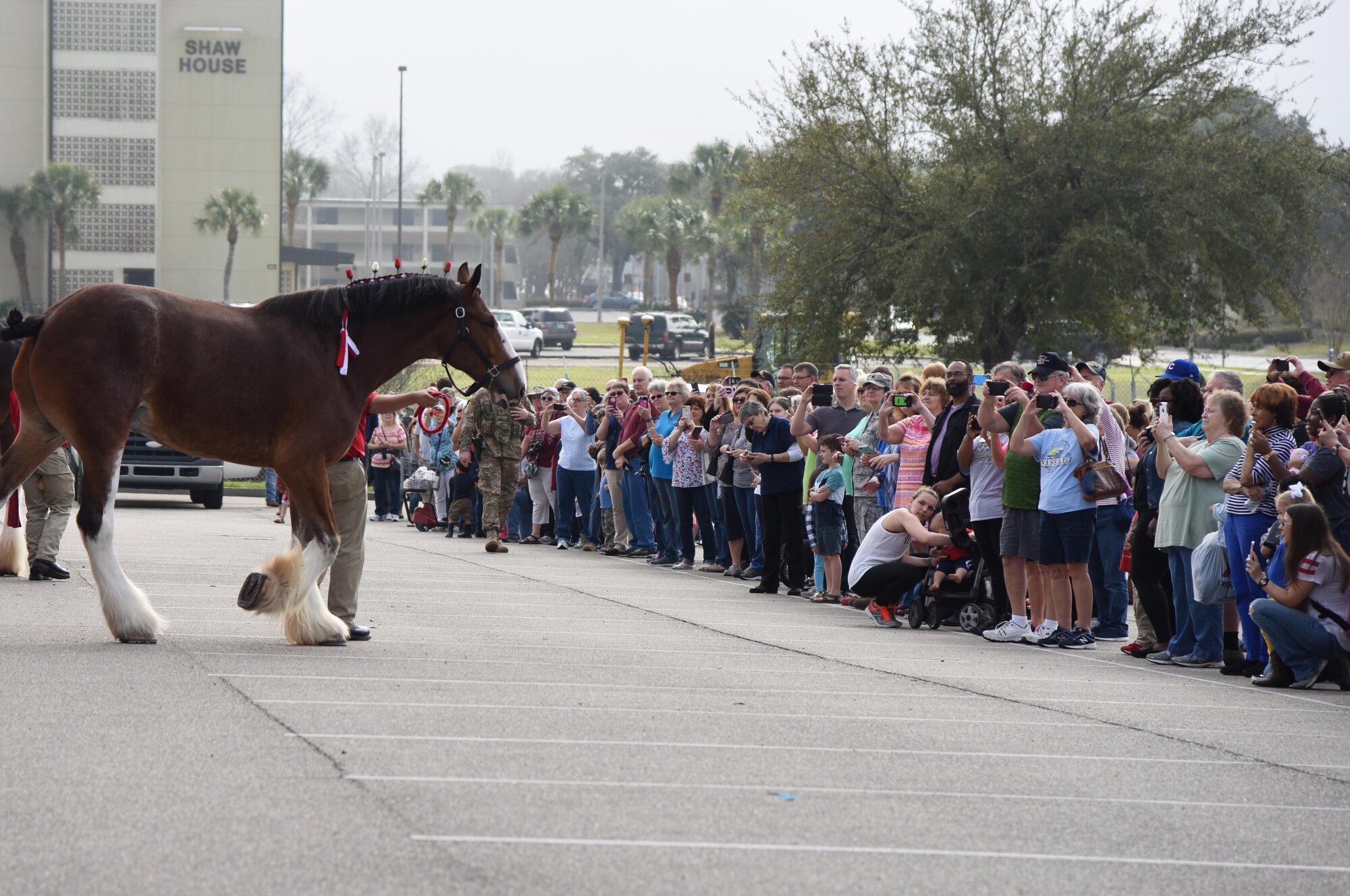 Keesler families line the base exchange parking lot to view the Budweiser Clydesdales as they make an appearance at Keesler Air Force Base, Mississippi, Feb. 7, 2019. They made their first appearance in 1933 and have been featured prominently in two presidential inaugurations. The Keesler Base Exchange hosted the event for Airmen and their families to enjoy. (U.S. Air Force photo by Kemberly Groue)