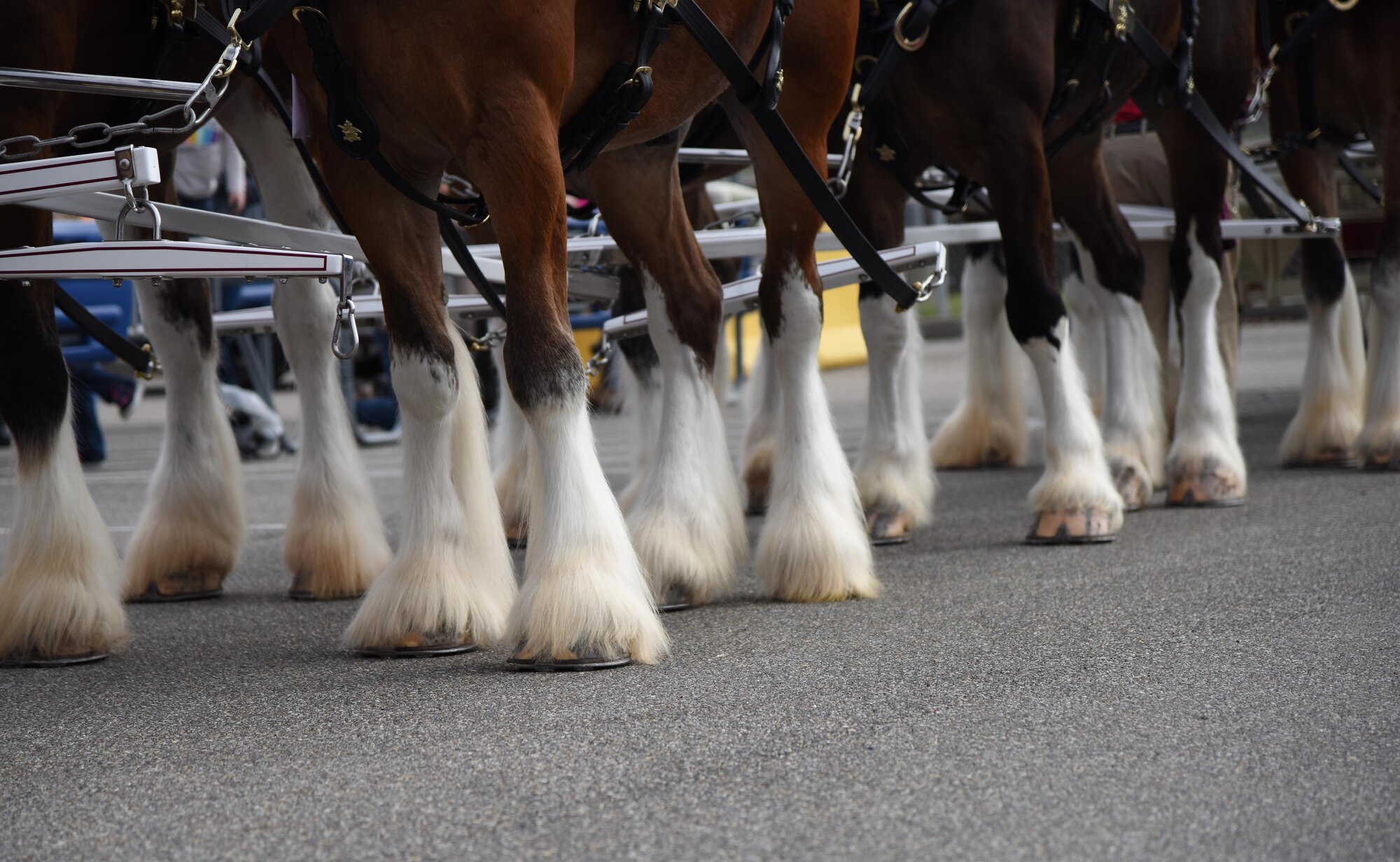 The Budweiser Clydesdales parade through the base exchange parking lot at Keesler Air Force Base, Mississippi, Feb. 7, 2019. They made their first appearance in 1933 and have been featured prominently in two presidential inaugurations. The Keesler Base Exchange hosted the event for Airmen and their families to enjoy. (U.S. Air Force photo by Kemberly Groue)