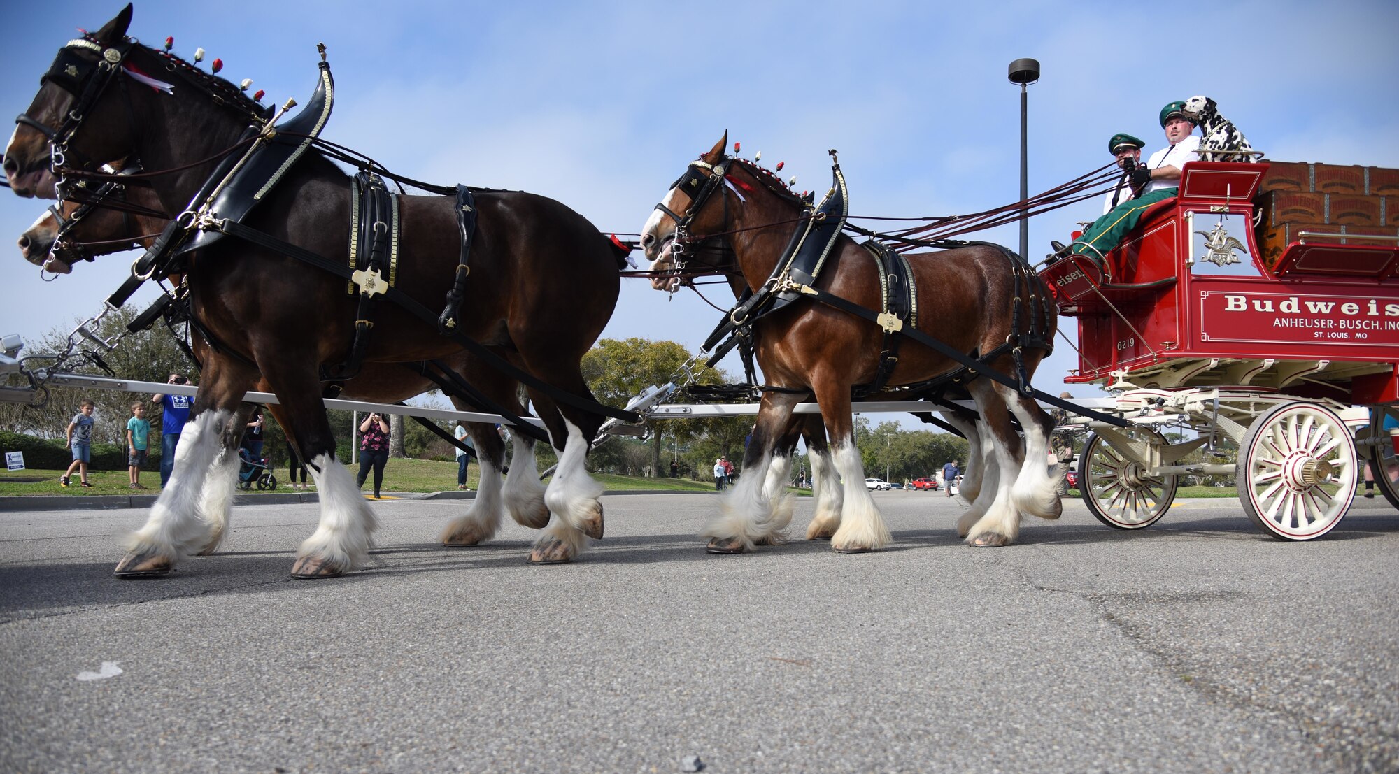 The Budweiser Clydesdales parade through the base exchange parking lot at Keesler Air Force Base, Mississippi, Feb. 7, 2019. They made their first appearance in 1933 and have been featured prominently in two presidential inaugurations. The Keesler Base Exchange hosted the event for Airmen and their families to enjoy. (U.S. Air Force photo by Kemberly Groue)