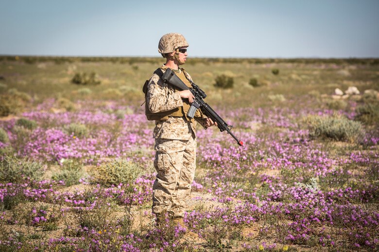 A U.S. Marine assigned to Marine Wing Support Squadron 371 (MWSS-371) scans a field for "enemy" targets while setting up security for an MV-22B Osprey landing at AUX II, one of the training ranges that belongs to Marine Corps Air Station (MCAS) Yuma, Ariz., Jan. 22, 2019. During this portion of the training exercise, the bulk fuels specialists of MWSS-371 practiced setting up security for an MV-22B Osprey landing at AUX II. MCAS Yuma is a prime location to conduct training, with its variety of different training ranges and the year-round nice weather; many of its tenant units as well as foreign military units and other units from different U.S. military branches that visit the air station during the Weapons and Tactics Instructors Course (WTI) utilize them all year.