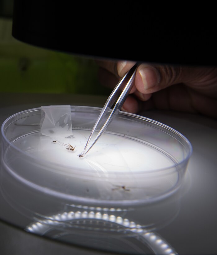 U.S. Air Force Capt. Caroline Brooks, 18th Aerospace Medicine Squadron medical entomology chief, adjusts a mosquito in a petri dish Jan. 24, 2019, at Kadena Air Base, Japan. Medical entomologists provide crucial protection to Airmen and military communities around the world, these specialists work to reduce the adverse impact these insects may have on personnel. (U.S. Air Force photo by Staff Sgt. Micaiah Anthony)