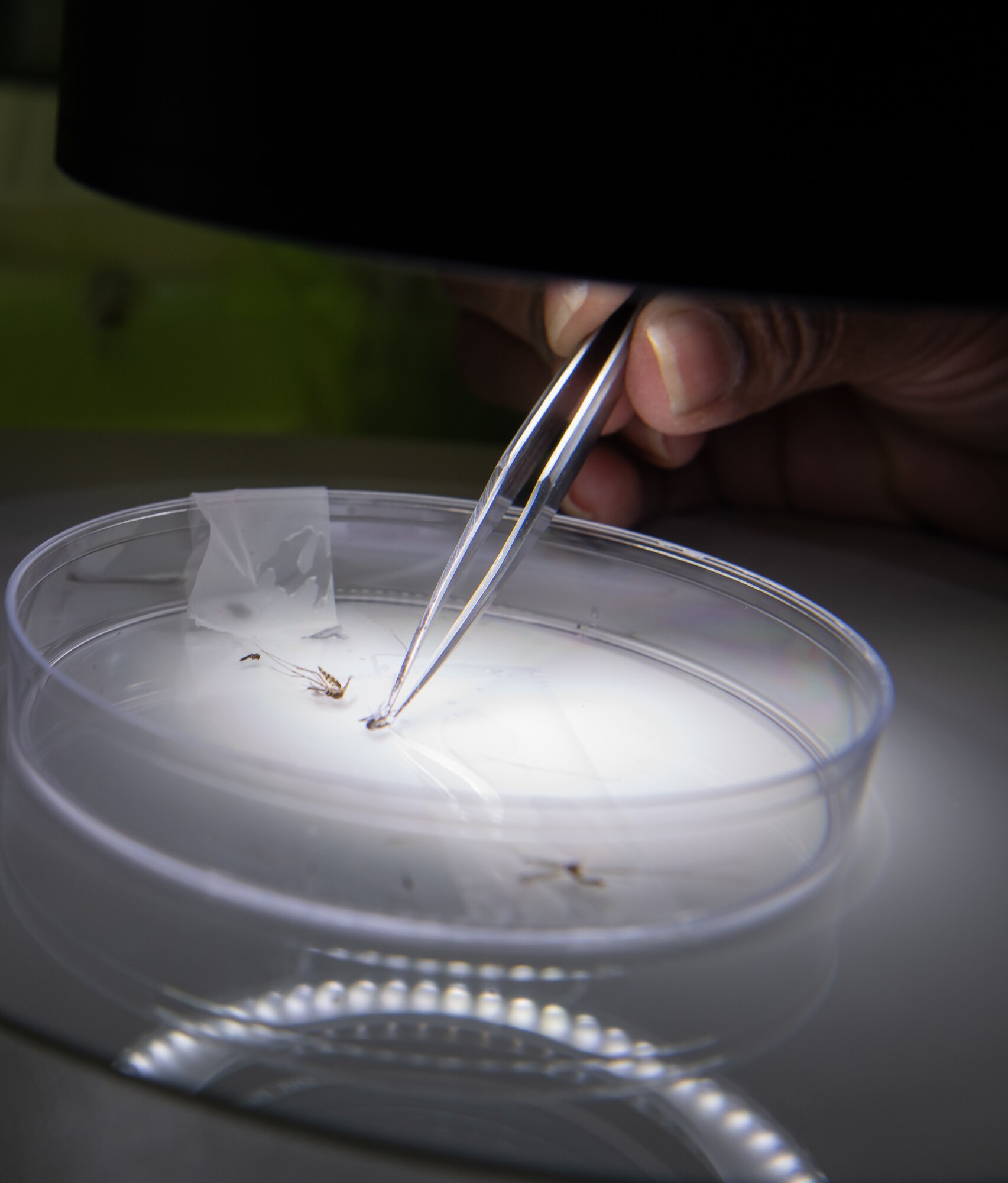 U.S. Air Force Capt. Caroline Brooks, 18th Aerospace Medicine Squadron medical entomology chief, adjusts a mosquito in a petri dish Jan. 24, 2019, at Kadena Air Base, Japan. Medical entomologists provide crucial protection to Airmen and military communities around the world, these specialists work to reduce the adverse impact these insects may have on personnel. (U.S. Air Force photo by Staff Sgt. Micaiah Anthony)