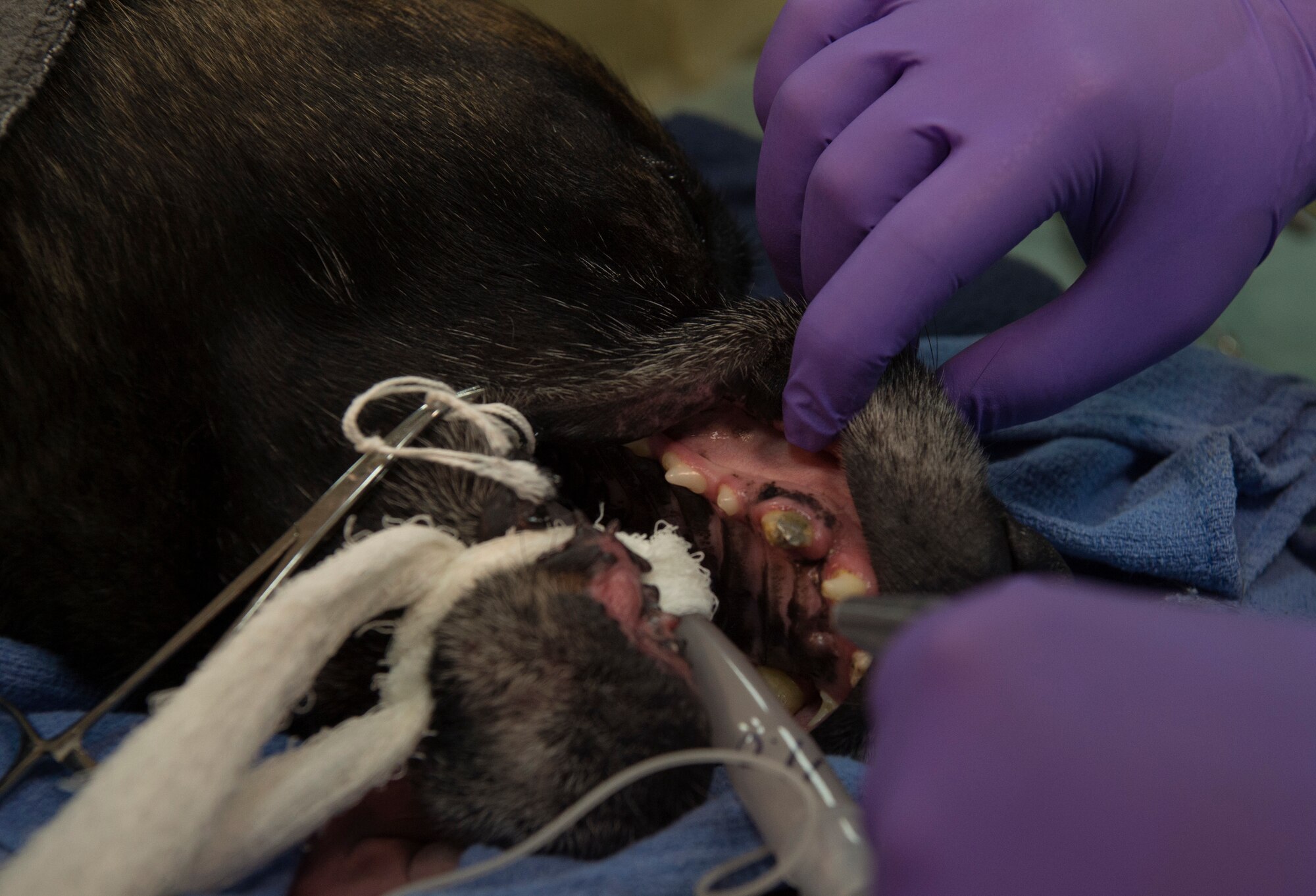 Army, Air Force K-9 dental team keep bite in the fight
