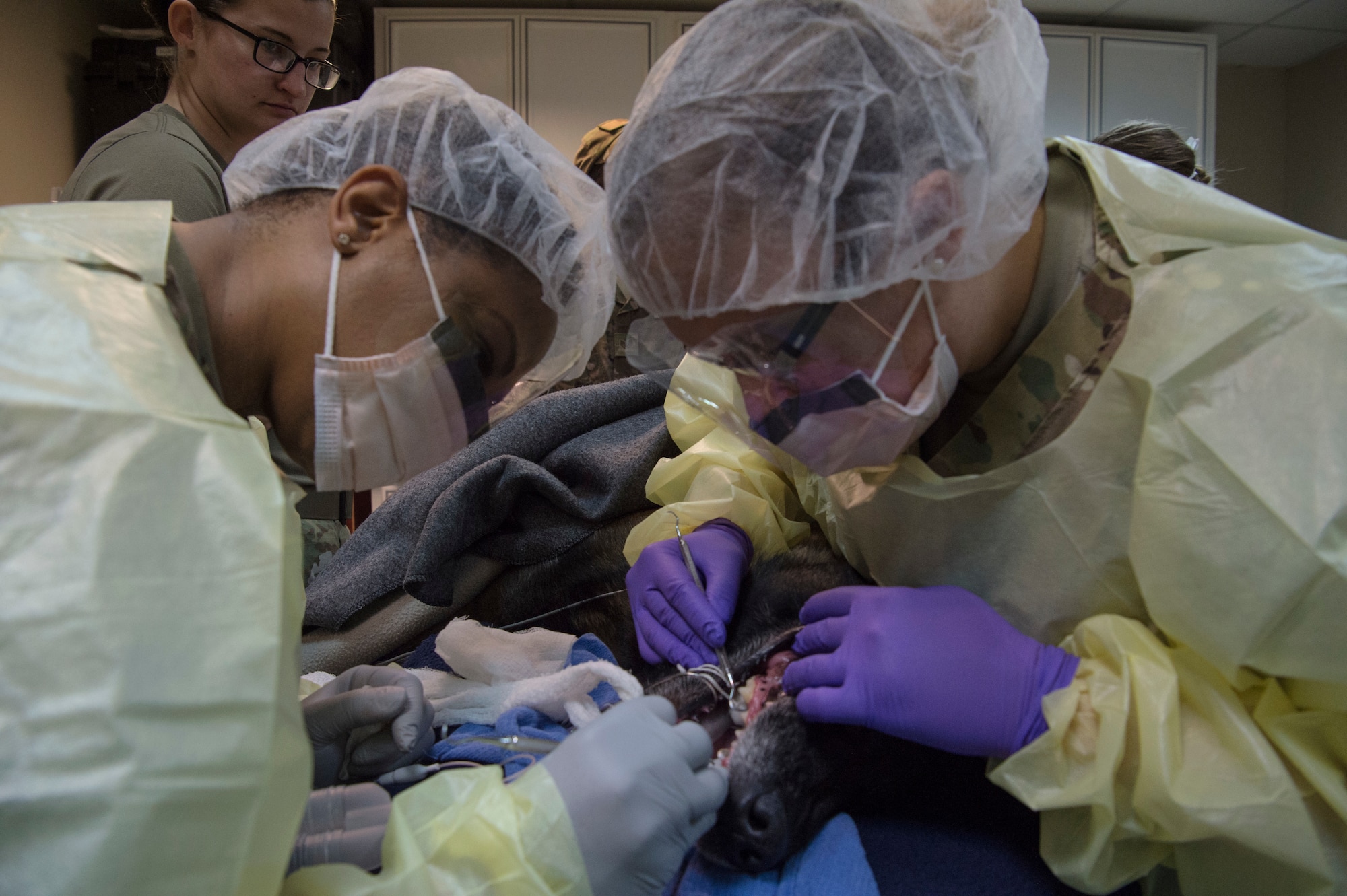 Army, Air Force K-9 dental team keep bite in the fight