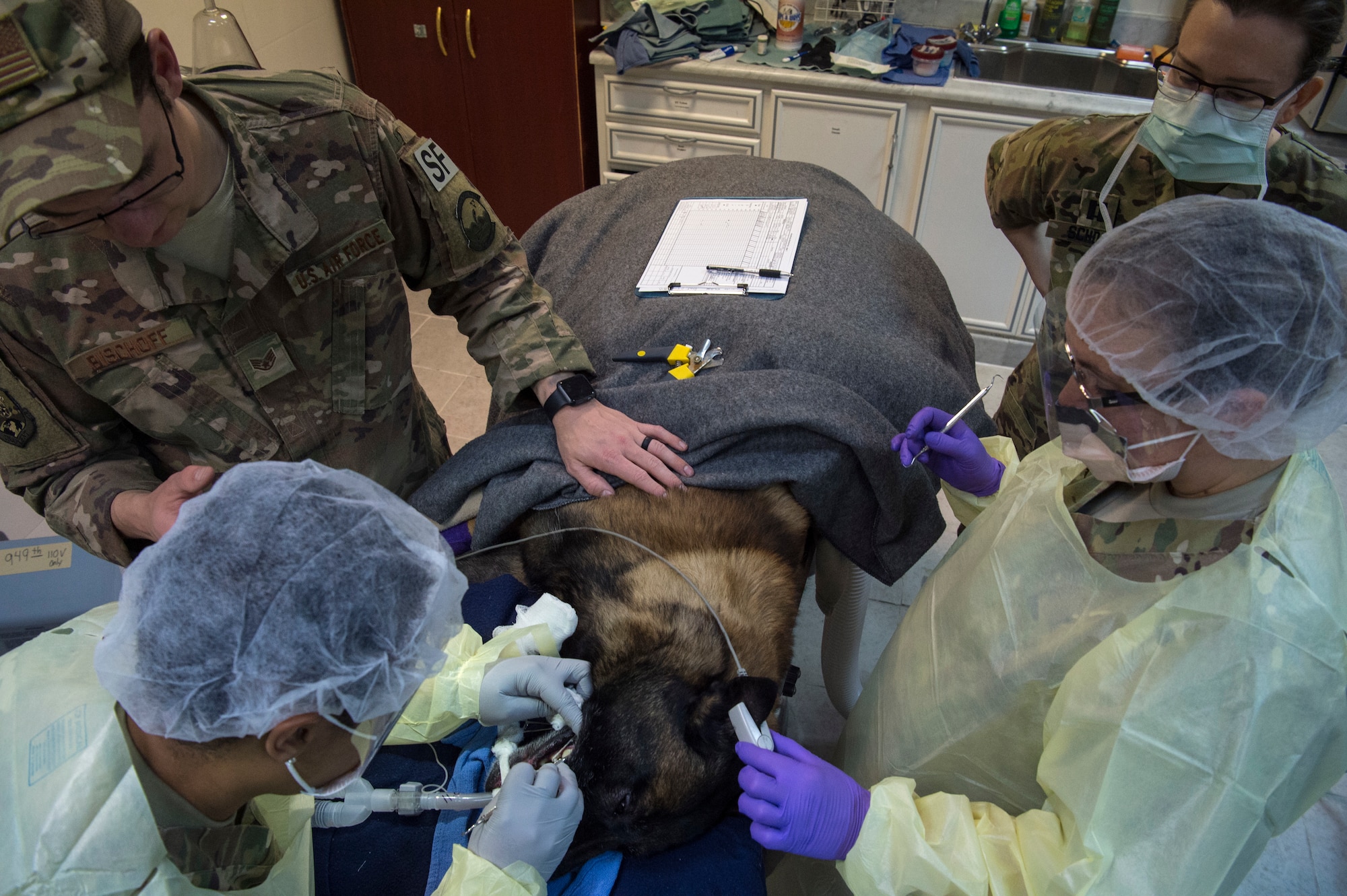 Army, Air Force K-9 dental team keep bite in the fight