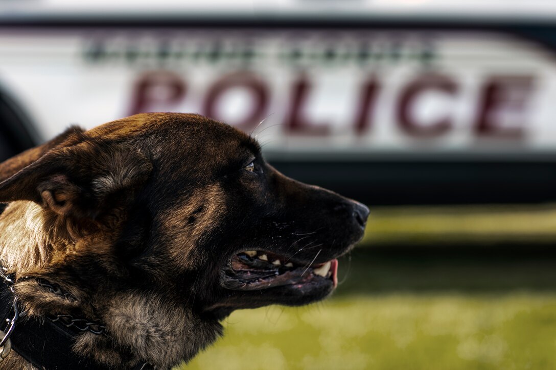 Wando, a military working dog (MWD) with Marine Corps Air Station Miramar’s provost marshal’s office, eagerly awaits before performing a demonstration at the Dingeman Elementary School, San Diego, Calif., Feb. 12. MCAS Miramar conducted this demonstration to teach students about the MWD handler military occupational specialty as well as foster cohesion with the surrounding community. (U.S. Marine Corps photo by Sgt. Jake McClung)