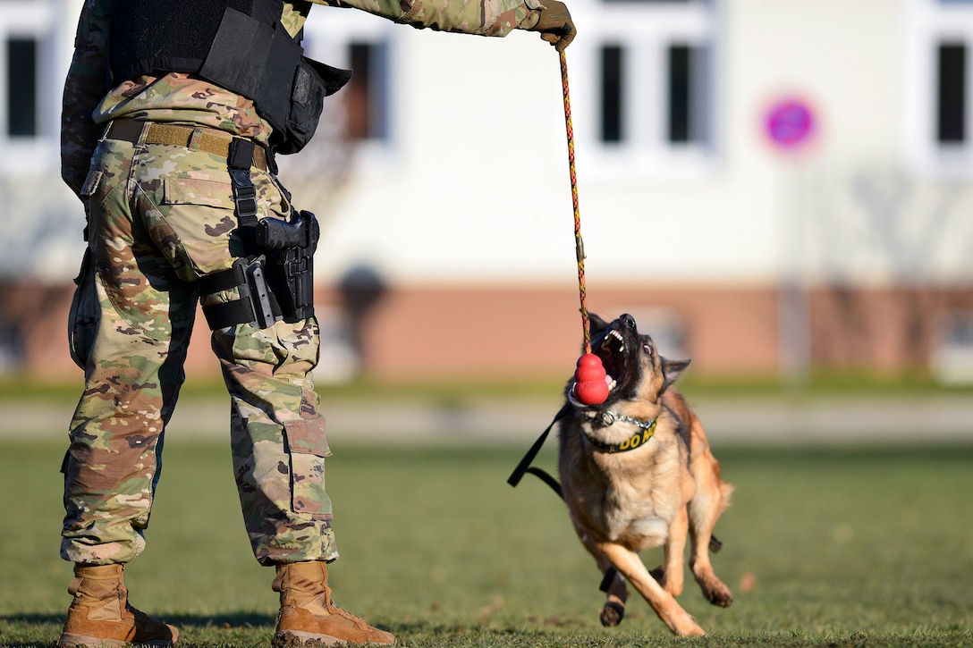 A soldier dangles a red chew toy that a dog reaches to bite.