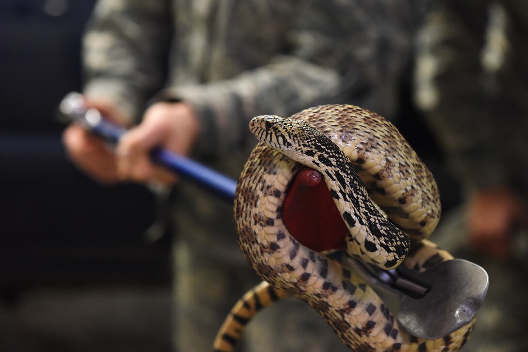Staff Sgt. Kelly Hamilton, 341st Civil Engineer Squadron pest management craftsman, simulates catching a snake Feb. 13, 2019, at Malmstrom Air Force Base, Mont.