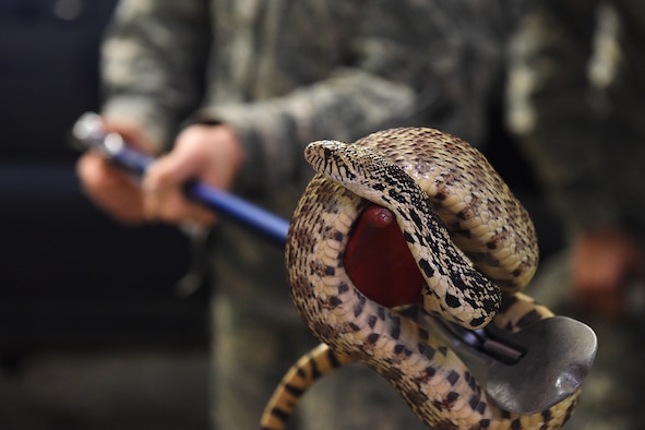 Staff Sgt. Kelly Hamilton, 341st Civil Engineer Squadron pest management craftsman, simulates catching a snake Feb. 13, 2019, at Malmstrom Air Force Base, Mont.