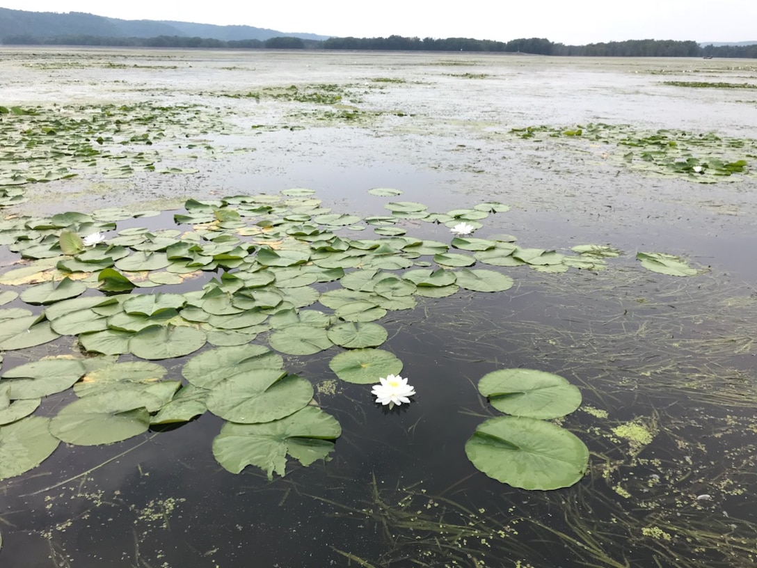 Mississippi River wetland includes lilypads