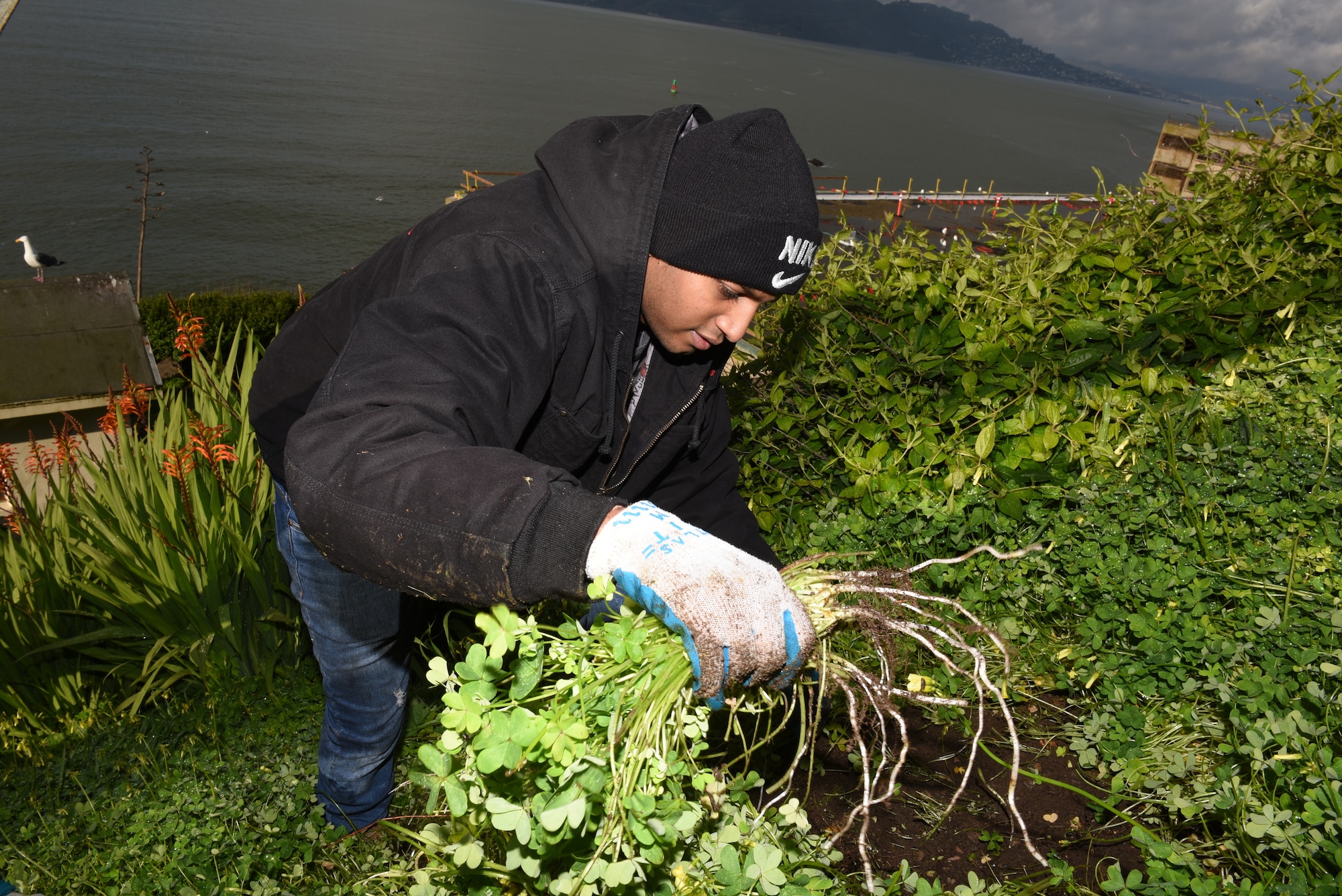 U.S. Air Force Staff Sgt. Kumar Shamal, 60th Operations Support Squadron flight equipment technician, pulls weeds from the gardens on Alcatraz Isalnd 9 a.m. Feb. 9, 2019, in San Francisco. Shamal participated in a vollunteer clean up to help out his local community. (U.S. Air Force photo by Airman 1st Class Otte)