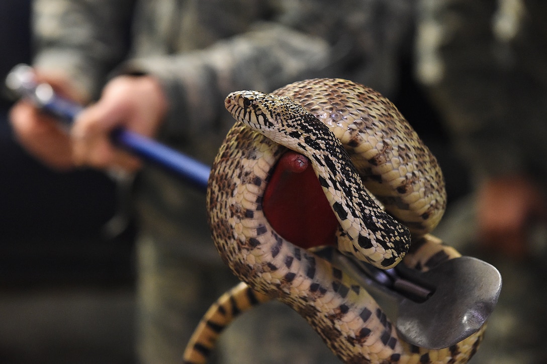 An airman tries to catch a snake.
