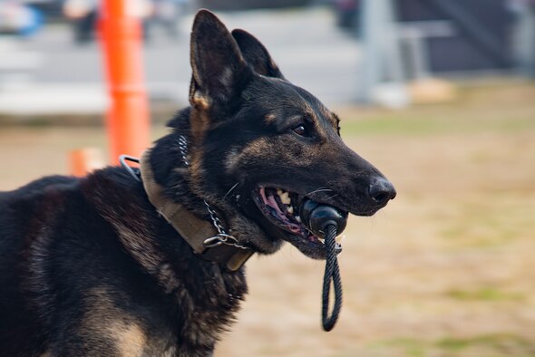 Toby, a K-9 assigned to Staff Sgt. Ethan Marquis, 47th Security Forces Squadron military working dog handler, runs across the demonstration field at the 47th SFS headquarters at Laughlin Air Force Base, Texas, Jan. 25, 2019. Among the many capabilities the MWD possess, some of their more common tasks are to train as a handler and K-9 pair to locate illegal contraband and defuse situations. (U.S. Air Force photo by Senior Airman Daniel Hambor)