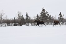 Team Minot keeps animals at safe distance