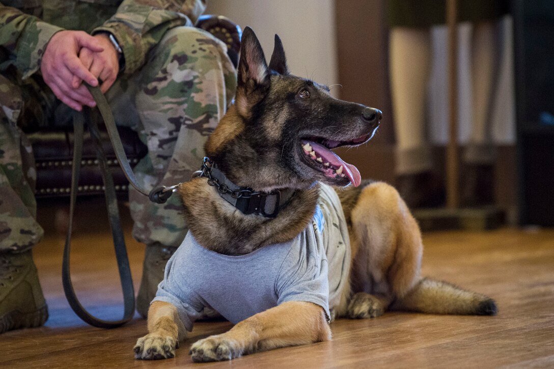 Retired military working dog ZIPPO lays during a retirement ceremony, Feb. 21, 2019, at Moody Air Force Base, Ga. ZIPPO was assigned to the 325th Security Forces Squadron at Tyndall Air Force Base, Fl. in Nov. 2011, as a patrol/explosive dog. During his eight years on active duty, he’s deployed to Saudi Arabia twice and supported four United States Secret Service missions where he provided security for the President and Vice President of the United States. (U.S. Air Force photo by Senior Airman Janiqua P. Robinson)