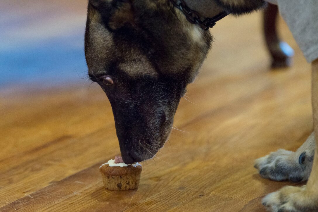 Retired military working dog ZIPPO sniffs a cupcake during a retirement ceremony, Feb. 21, 2019, at Moody Air Force Base, Ga. ZIPPO was assigned to the 325th Security Forces Squadron at Tyndall Air Force Base, Fl. in Nov. 2011, as a patrol/explosive dog. During his eight years on active duty, he’s deployed to Saudi Arabia twice and supported four United States Secret Service missions where he provided security for the President and Vice President of the United States. (U.S. Air Force photo by Senior Airman Janiqua P. Robinson)