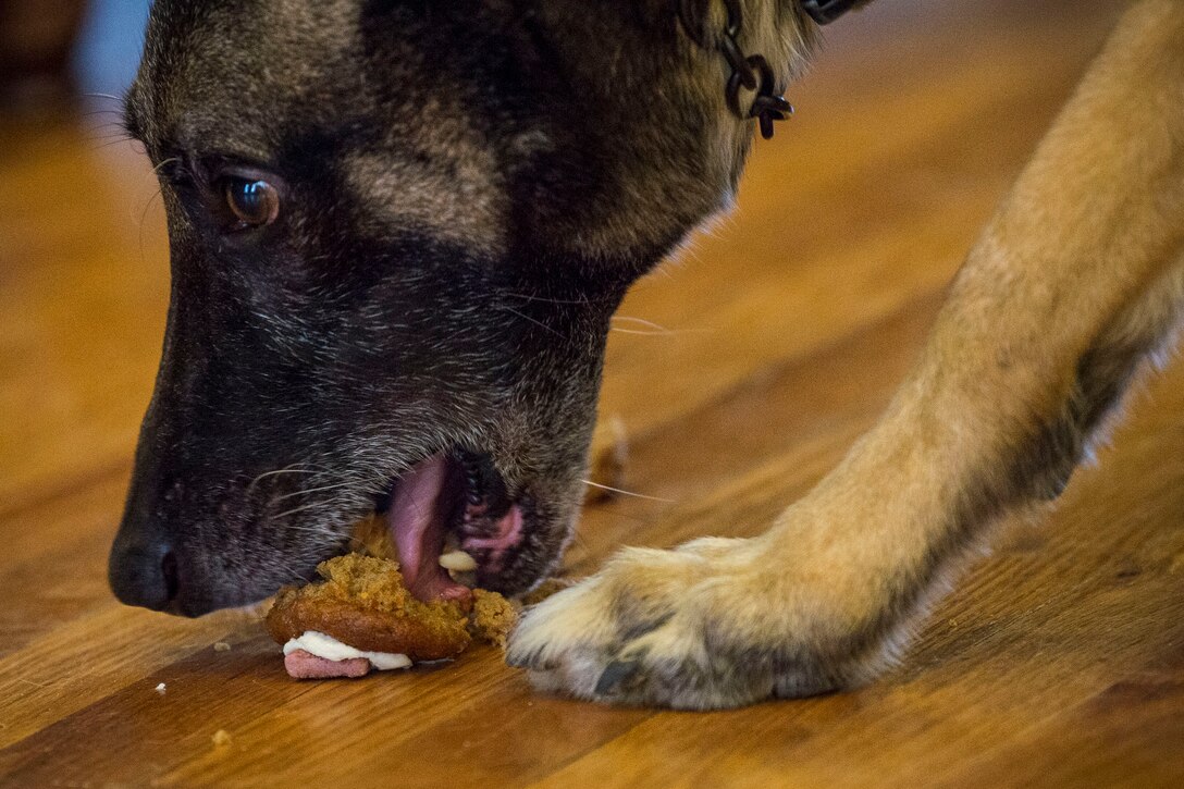 Retired military working dog ZIPPO eats a cupcake during a retirement ceremony, Feb. 21, 2019, at Moody Air Force Base, Ga. ZIPPO was assigned to the 325th Security Forces Squadron at Tyndall Air Force Base, Fl. in Nov. 2011, as a patrol/explosive dog. During his eight years on active duty, he’s deployed to Saudi Arabia twice and supported four United States Secret Service missions where he provided security for the President and Vice President of the United States. (U.S. Air Force photo by Senior Airman Janiqua P. Robinson)