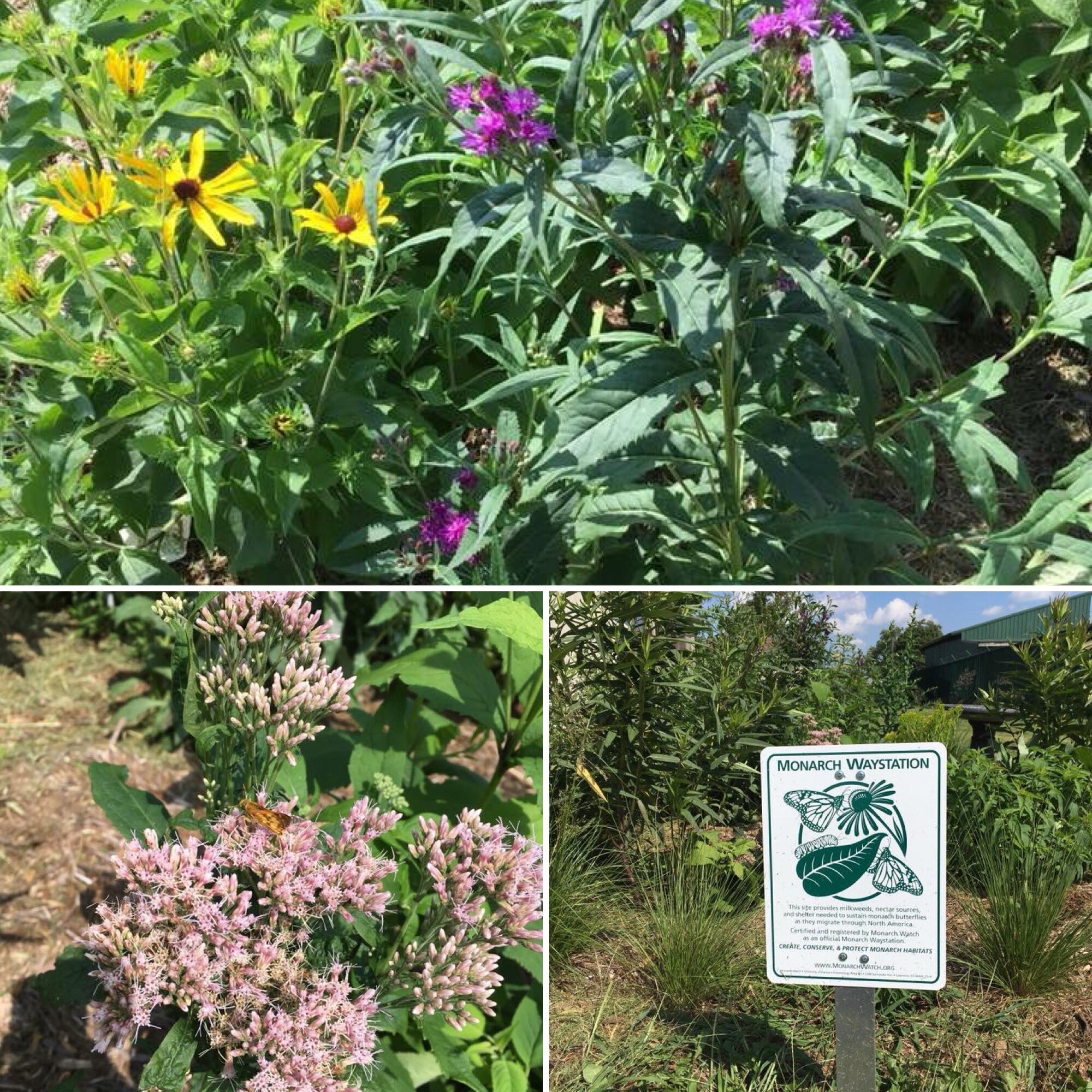 Monarch butterflies have faced a drastic population decline and one of the significant contributing factors is the loss of native habitat. Monarch waystations help protect the Monarch population by creating a habitat that contains a variety of native plants in order for the butterflies to survive and reproduce. (Courtesy photo)