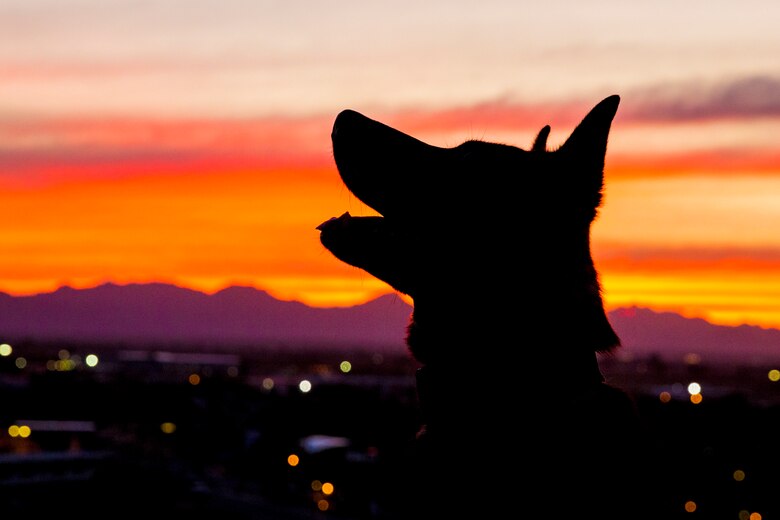 U.S. Marine Corps Military Working Dog (MWD) Ken with the Provost Marshall's Office, K9 Section, Headquarters and Headquarters Squadron, Marine Corps Air Station (MCAS) Yuma, poses for a silhouette photograph on MCAS Yuma, Jan. 18, 2019. MWD's are trained to subdue or intimidate suspects before having to use lethal force; they are also used for detecting explosives, narcotics, and other harmful materials. (U.S. Marine Corps photo by Sgt. Allison Lotz)