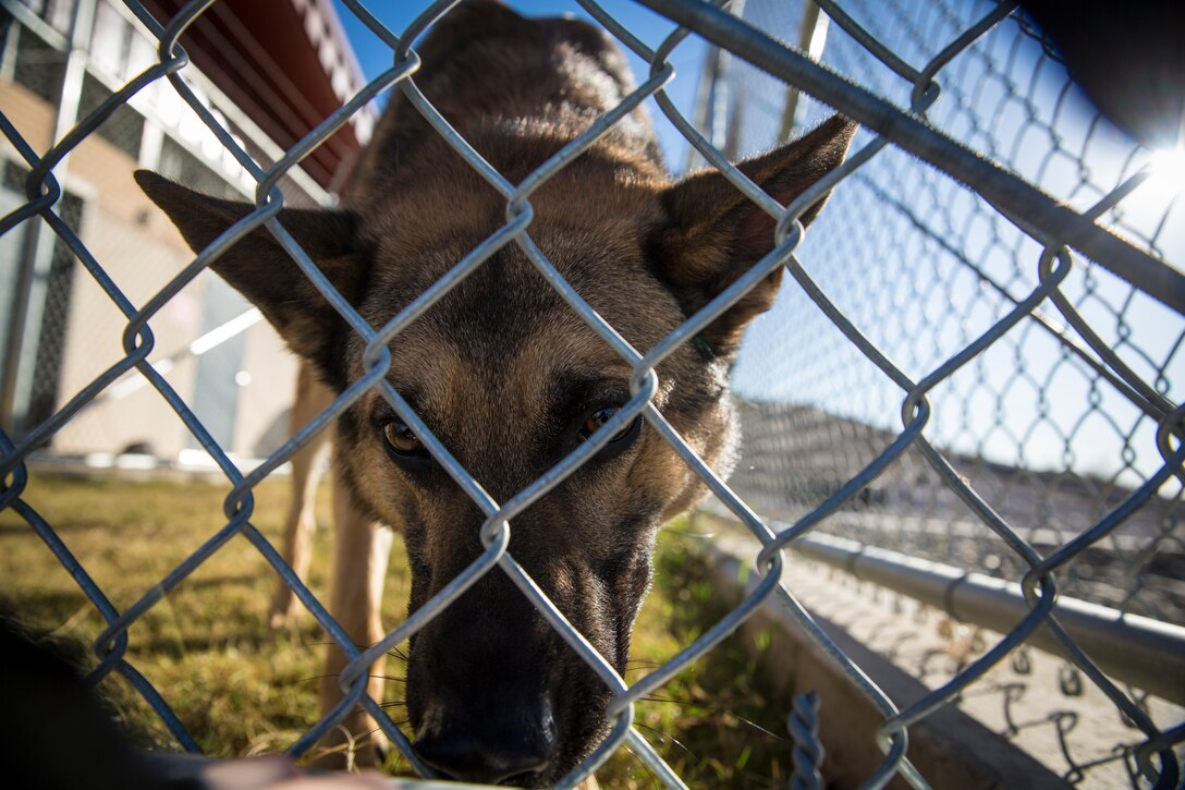 Guests participating in the Marine Corps Air Station (MCAS) Yuma Winter Tours observe a demonstration of the obstacle course, the Marine Corps Martial Arts Program (MCMAP), Explosive Ordinance Detection (EOD), and a military working dog demonstration at various locations on MCAS Yuma, Ariz., Feb. 6, 2019. Col. David A. Suggs, the station commanding officer, resumed the tours in 2018 to strengthen the relationship with the outside community and give them the opportunity to see what the Marines aboard the air station do. (U.S. Marine Corps photo by Sgt. Allison Lotz)