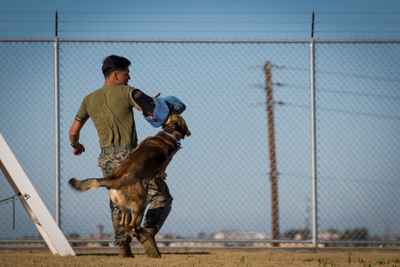 Guests participating in the Marine Corps Air Station (MCAS) Yuma Winter Tours observe a demonstration of the obstacle course, the Marine Corps Martial Arts Program (MCMAP), Explosive Ordinance Detection (EOD), and a military working dog demonstration at various locations on MCAS Yuma, Ariz., Feb. 6, 2019. Col. David A. Suggs, the station commanding officer, resumed the tours in 2018 to strengthen the relationship with the outside community and give them the opportunity to see what the Marines aboard the air station do. (U.S. Marine Corps photo by Sgt. Allison Lotz)