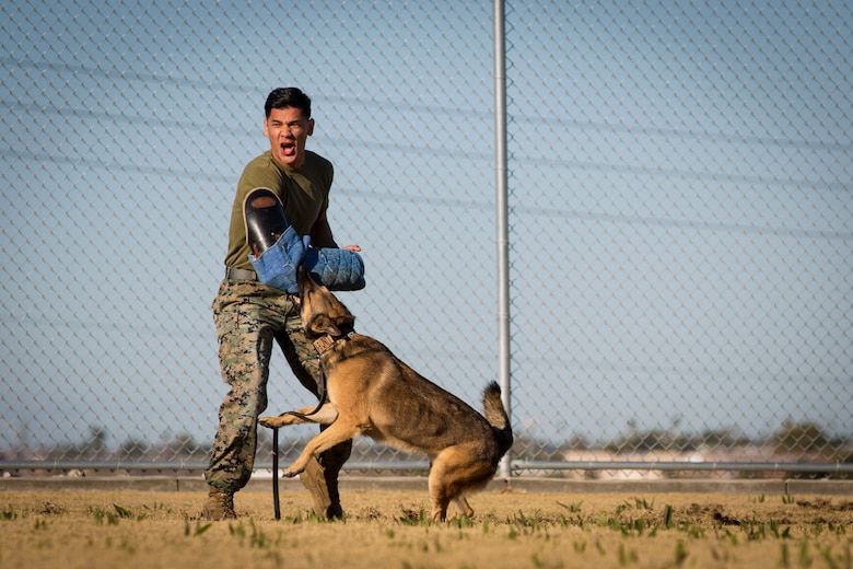 Guests participating in the Marine Corps Air Station (MCAS) Yuma Winter Tours observe a demonstration of the obstacle course, the Marine Corps Martial Arts Program (MCMAP), Explosive Ordinance Detection (EOD), and a military working dog demonstration at various locations on MCAS Yuma, Ariz., Feb. 6, 2019. Col. David A. Suggs, the station commanding officer, resumed the tours in 2018 to strengthen the relationship with the outside community and give them the opportunity to see what the Marines aboard the air station do. (U.S. Marine Corps photo by Sgt. Allison Lotz)