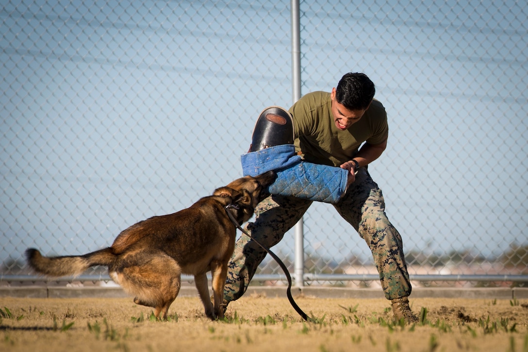 Guests participating in the Marine Corps Air Station (MCAS) Yuma Winter Tours observe a demonstration of the obstacle course, the Marine Corps Martial Arts Program (MCMAP), Explosive Ordinance Detection (EOD), and a military working dog demonstration at various locations on MCAS Yuma, Ariz., Feb. 6, 2019. Col. David A. Suggs, the station commanding officer, resumed the tours in 2018 to strengthen the relationship with the outside community and give them the opportunity to see what the Marines aboard the air station do. (U.S. Marine Corps photo by Sgt. Allison Lotz)