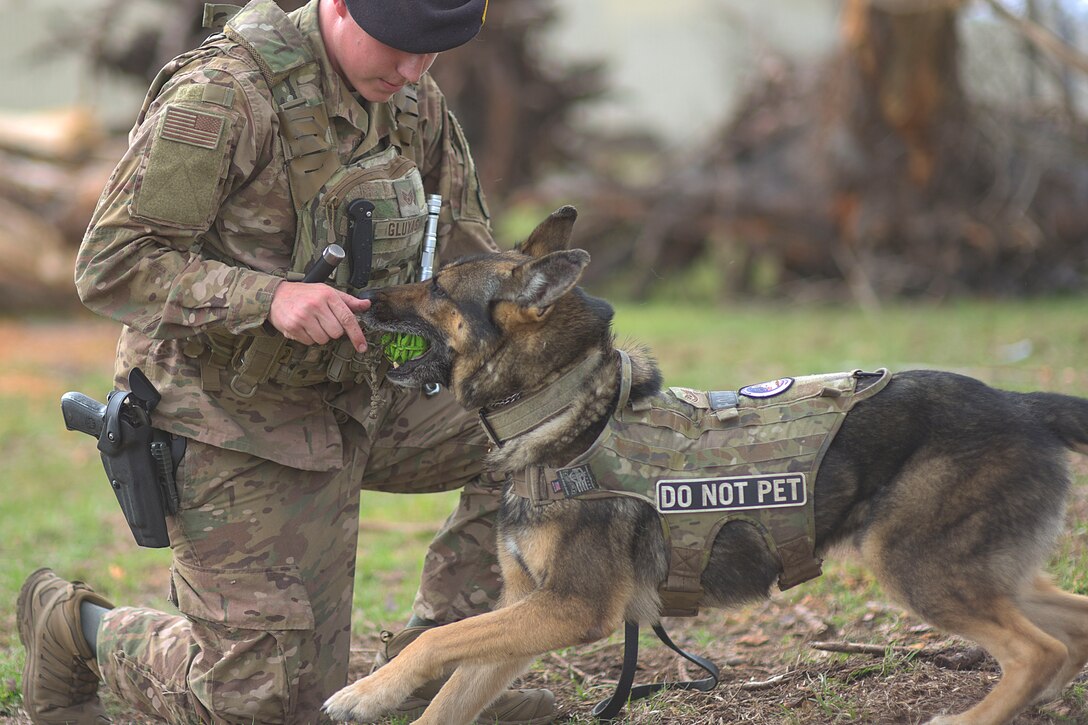 A kneeling airman holds up a dog toy as a dog bites down on it.