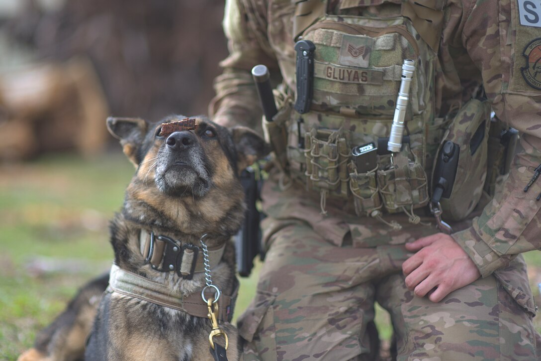 A kneeling airman holds up a dog toy as a dog bites down on it.