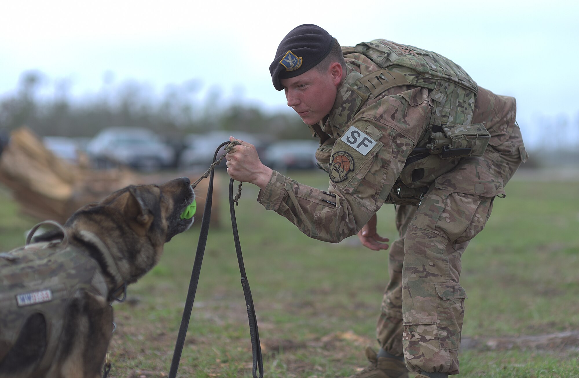 Military working dog