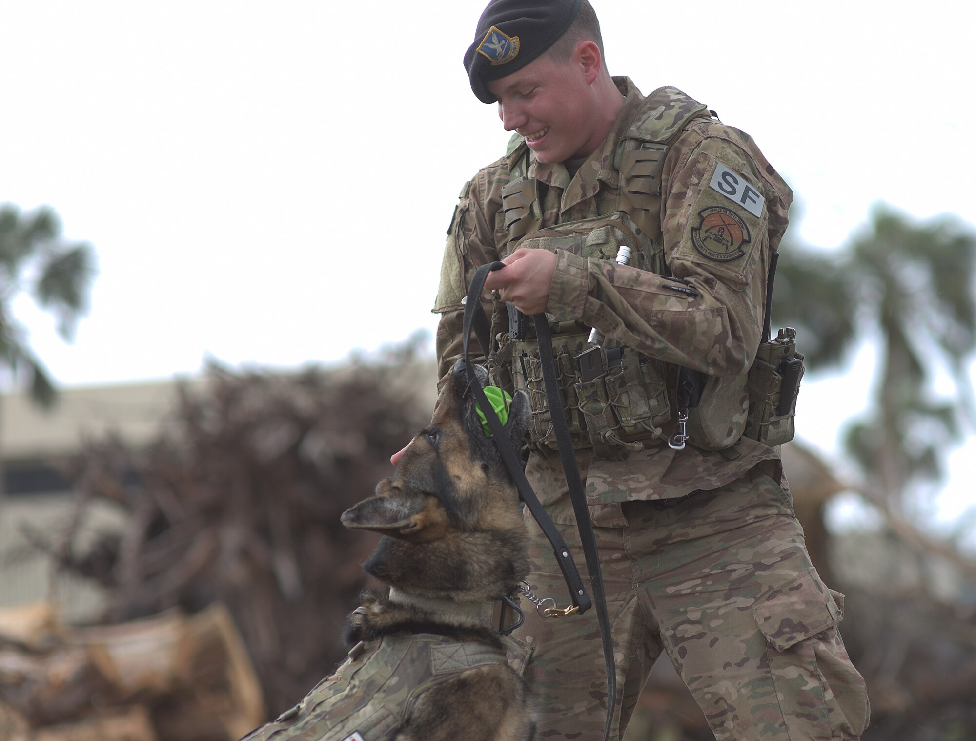 Military working dog