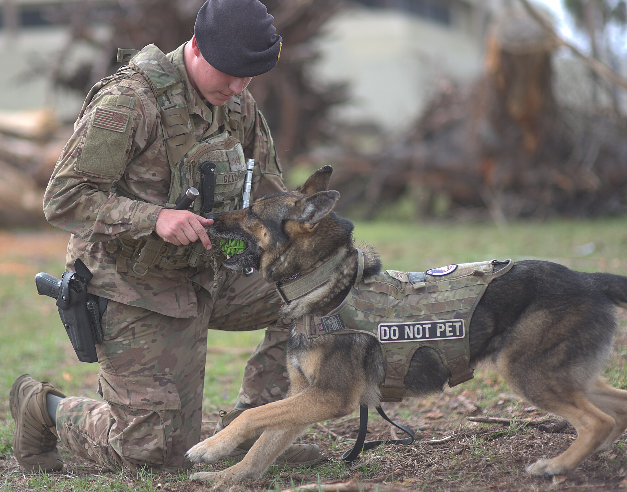 Military working dog