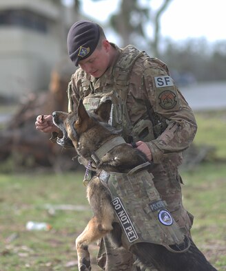 Military working dog