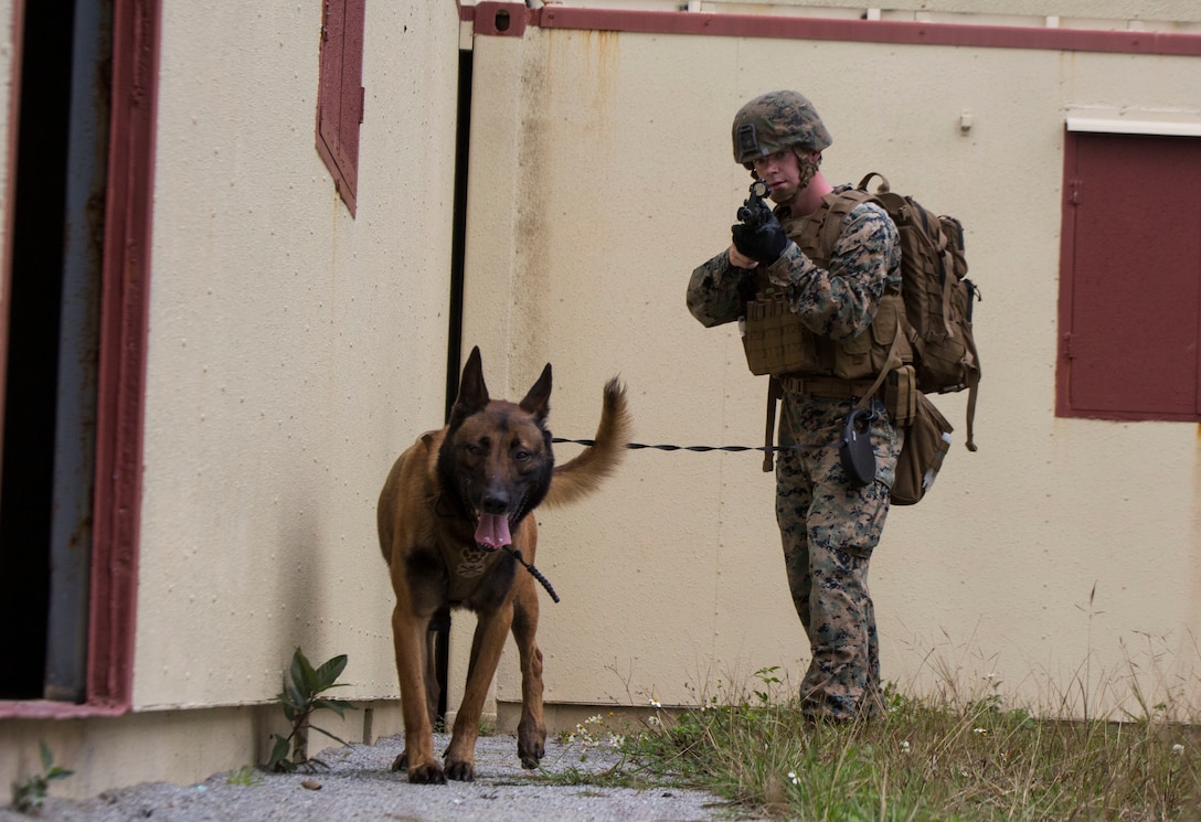 U.S. Marine Lance Cpl. William Burkle, with 3rd Law Enforcement Battalion, 3rd Marine Expeditionary Force sweeps the area for explosive devices with his K-9 partner Bbaldur at Combat Town, Okinawa, Japan, Feb. 21, 2018. U.S. Marines utilize K-9 units to help sniff out possible bombs in the area as well as swiftly take out a target on command.