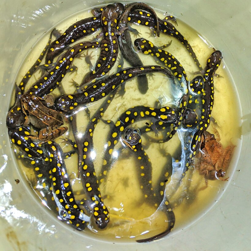 Several spotted salamanders and different types of frogs were caught and released during the Salamander Migration hike held at Caesar Creek Lake February 23.