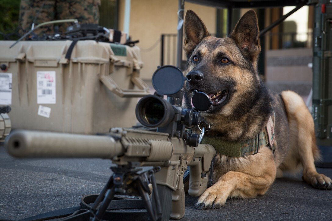 U.S. Marine Corps Military Working Dog Ken visits the Explosive Ordnance Disposal booth during Yuma Military Appreciation Day in Downtown Historic Yuma on Feb. 16, 2019. Military Appreciation Day is held to show the importance of the relationship between the City of Yuma and our service members and veterans. (U.S. Marine Corps photo by Sgt. Allison Lotz)