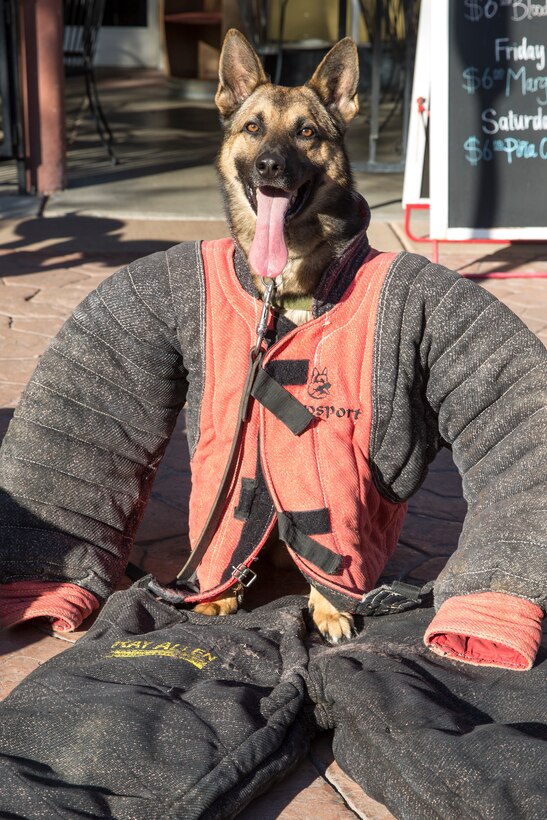 U.S. Marine Corps Military Working Dog Ken poses for a photo during Yuma Military Appreciation Day in Downtown Historic Yuma on Feb. 16, 2019. Military Appreciation Day is held to show the importance of the relationship between the City of Yuma and our service members and veterans. (U.S. Marine Corps photo by Sgt. Allison Lotz)